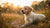 Is It Bad to Feed a Puppy Adult Dog Food? Understanding Puppy Nutrition and Feeding Practices