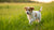 Is It Bad to Feed a Puppy Dog Food? Understanding Your Puppy's Nutritional Needs
