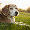 Is It Bad to Feed an Older Dog Puppy Food? Understanding the Nutritional Needs of Dogs at Different Life Stages
