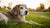 Is It Bad to Feed an Older Dog Puppy Food? Understanding the Nutritional Needs of Dogs at Different Life Stages