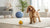 Is It Bad to Feed My Dog Cat Food? Understanding the Risks and Nutritional Needs