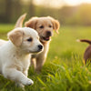 Is It Bad to Feed Puppies Adult Dog Food? Understanding Your Pup's Nutritional Needs