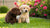 Is It Bad to Feed Puppies Regular Dog Food? Understanding Puppy Nutrition
