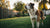 Is It Bad to Feed Puppy Food to Adult Dogs? Understanding Nutritional Needs