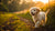 Is It Bad to Give a Puppy Adult Dog Food? Understanding the Importance of Proper Nutrition