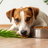 Is It Bad to Give an Adult Dog Puppy Food? Understanding Your Dog's Nutritional Needs