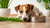 Is It Bad to Give an Adult Dog Puppy Food? Understanding Your Dog's Nutritional Needs