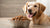 Is It Bad to Give Dogs Wet Food Every Day?