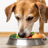 Is It Bad to Give Older Dogs Puppy Food? Understanding Nutritional Needs Across Life Stages