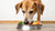 Is It Bad to Give Older Dogs Puppy Food? Understanding Nutritional Needs Across Life Stages