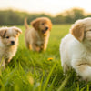 Is It Bad to Give Puppies Adult Dog Food? Understanding Nutritional Needs for Your Growing Pup
