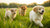 Is It Bad to Give Puppies Adult Dog Food? Understanding Nutritional Needs for Your Growing Pup