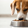 Is it Bad to Only Feed Your Dog Wet Food? A Comprehensive Exploration