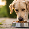 Is It Best to Feed Dogs Grain-Free Food? Exploring the Myths and Facts