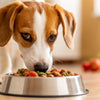 Is It Better to Feed Dogs Dry or Wet Food? Exploring the Best Diet for Our Furry Friends