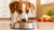 Is It Better to Feed Dogs Dry or Wet Food? Exploring the Best Diet for Our Furry Friends