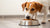 Is It Better to Feed Dogs Wet or Dry Food? Exploring the Best Options for Your Furry Friend