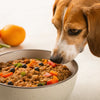 Is It Better to Feed Your Dog Homemade Food?