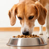 Is It Better to Give Dogs Wet or Dry Food? Exploring the Best Options for Your Furry Friend