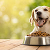 Is It Better to Have Grain-Free Dog Food? A Comprehensive Guide for Pet Parents