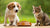 Is It Dangerous for a Dog to Eat Cat Food? Understanding the Risks and Solutions-140408881391