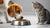 Is It Good for a Dog to Eat Cat Food? Understanding the Nutritional Differences and Risks-140410519791