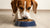 Is It Good for Dogs to Eat Cat Food? Exploring the Facts and Myths