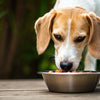 Is It Good for Dogs to Eat Grain-Free Food? Understanding the Pros and Cons