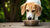 Is It Good for Dogs to Eat Grain-Free Food? Understanding the Pros and Cons
