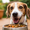 Is It Good for Dogs to Eat Wet Food? A Comprehensive Guide for Pet Owners