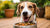 Is It Good for Dogs to Eat Wet Food? A Comprehensive Guide for Pet Owners