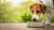 Is It Good to Feed Your Dog Raw Food? Exploring the Benefits and Risks of Raw Diets