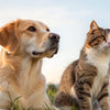 Is It Healthy for Dogs to Eat Cat Food? Exploring the Nutritional Differences