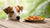 Is It Healthy for Dogs to Eat Human Food? Understanding the Risks and Benefits