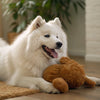 Is It Necessary to Clean Dogs' Teeth? Understanding Canine Dental Care