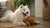 Is It Necessary to Clean Dogs' Teeth? Understanding Canine Dental Care
