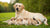 Is It Normal for a Nursing Dog to Lose Weight? Understanding the Nutritional Needs of New Mothers
