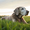 Is It Normal for Older Dogs to Lose Weight? Understanding Weight Loss in Senior Dogs