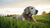 Is It Normal for Older Dogs to Lose Weight? Understanding Weight Loss in Senior Dogs