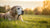 Is It Normal for Senior Dogs to Lose Weight? Understanding Weight Loss in Older Dogs