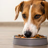 Is It OK for Adult Dogs to Eat Puppy Food?