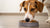 Is It OK for Adult Dogs to Eat Puppy Food?