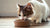 Is It OK for Cats to Eat Dry Dog Food? Understanding Feline Nutritional Needs