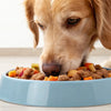 Is It Ok for Dogs to Eat Frozen Food? Exploring the Benefits and Considerations