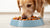 Is It Ok for Dogs to Eat Frozen Food? Exploring the Benefits and Considerations