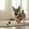 Is It OK for Dogs to Eat Only Dry Food? Understanding Your Dog’s Nutritional Needs
