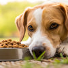 Is It OK for Dogs to Only Eat Kibble? A Comprehensive Guide for Pet Owners