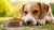 Is It OK for Dogs to Only Eat Kibble? A Comprehensive Guide for Pet Owners