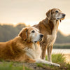 Is It OK for Older Dogs to Eat Puppy Food? Understanding the Nutritional Needs of Dogs at Different Life Stages