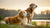 Is It OK for Older Dogs to Eat Puppy Food? Understanding the Nutritional Needs of Dogs at Different Life Stages